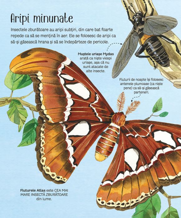 Enroll Symmetry Precursor Marea carte a fluturilor si a altor insecte - Vraja Jucariilor