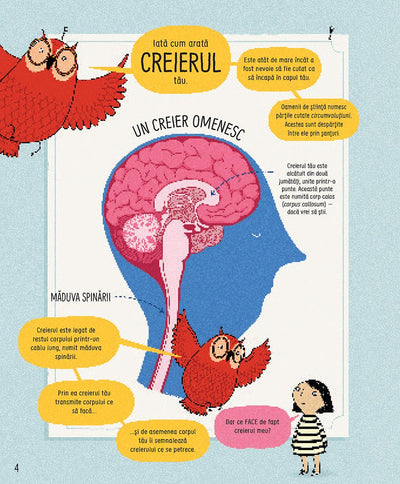 Cum functioneaza creierul uman